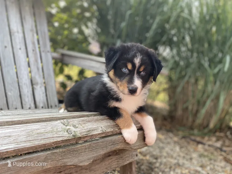 AKC tri female blue eyes – Australian Shepherd puppy for sale in Zeeland, MI