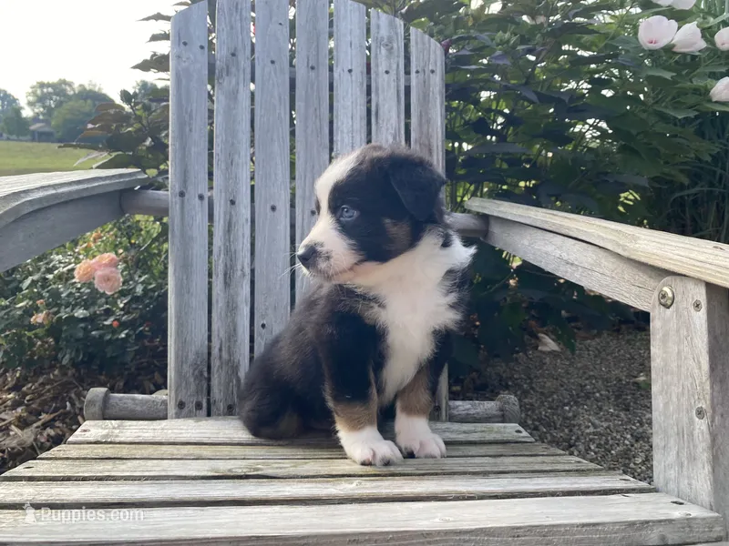 AKC tri color male  – Australian Shepherd puppy for sale in Zeeland, MI