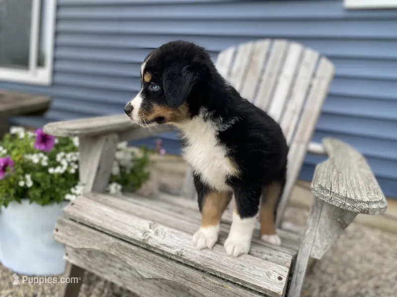 AKC Tri color female  – Australian Shepherd puppy for sale in Zeeland, MI