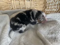 AKC blue Merle female , a female Australian Shepherd for sale in Zeeland, MI – Photo 3 of 7