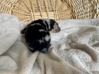 AKC blue Merle female , a female Australian Shepherd for sale in Zeeland, MI – Photo 4 of 7