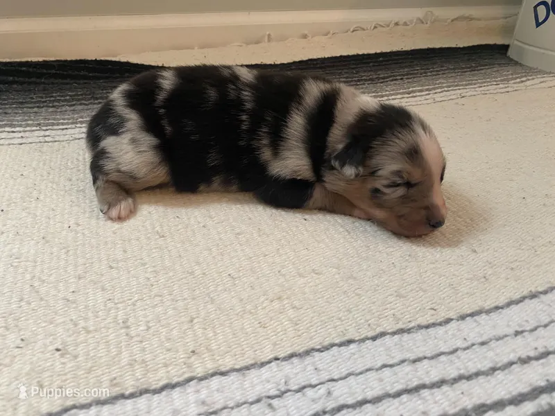 AKC blue Merle female  – Australian Shepherd puppy for sale in Zeeland, MI
