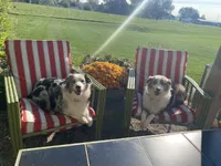 AKC blue Merle female , a female Australian Shepherd for sale in Zeeland, MI – Photo 6 of 7