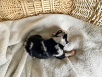 AKC blue Merle female , a female Australian Shepherd for sale in Zeeland, MI – Photo 2 of 7