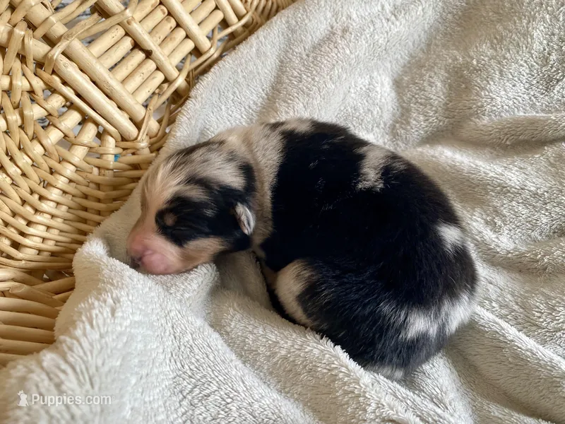 AKC blue Merle female  – Australian Shepherd puppy for sale in Zeeland, MI