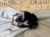 AKC blue Merle female , a female Australian Shepherd for sale in Zeeland, MI – Photo 5 of 7