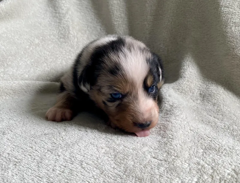 AKC blue Merle female  – Australian Shepherd puppy on hold in Zeeland, MI