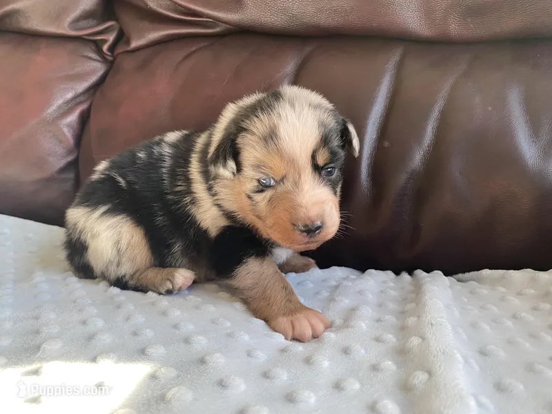 AKC blue Merle female  – Australian Shepherd puppy for sale in Zeeland, MI