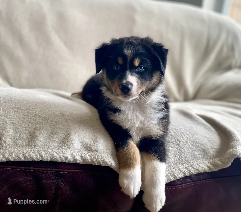 AKC tri female blue eyes – Australian Shepherd puppy for sale in Zeeland, MI