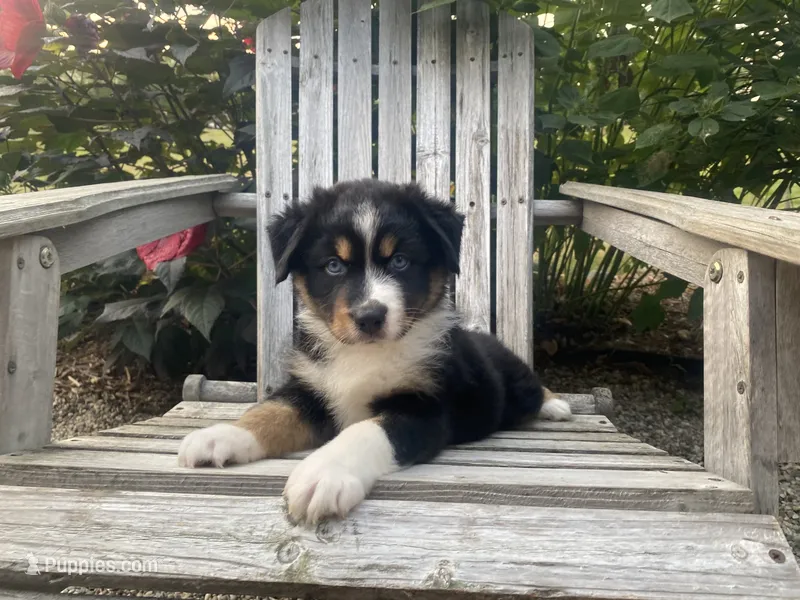 AKC tri female blue eyes – Australian Shepherd puppy for sale in Zeeland, MI