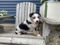 AKC Blue Merle , a male Australian Shepherd for sale in Zeeland, MI – 3 of 4