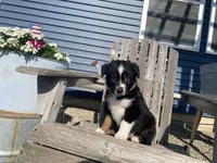 AKC tri female , a female Australian Shepherd for sale in Zeeland, MI – 4 of 4