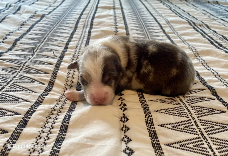 AKC Red Merle male – Australian Shepherd puppy for sale in Zeeland, MI