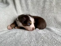 AKC Blue eyes, a female Australian Shepherd for sale in Zeeland, MI – 8 of 10
