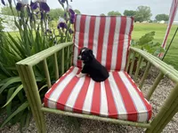 AKC black tri color female , a female Australian Shepherd for sale in Zeeland, MI – 3 of 3