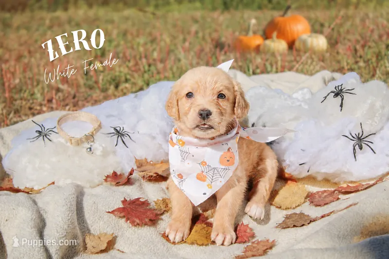 Zero light pink collar female  – Golden Retriever puppy for sale in Show Low, AZ