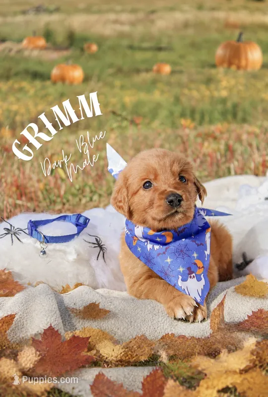 Grimm- blue collar male – Golden Retriever puppy for sale in Show Low, AZ
