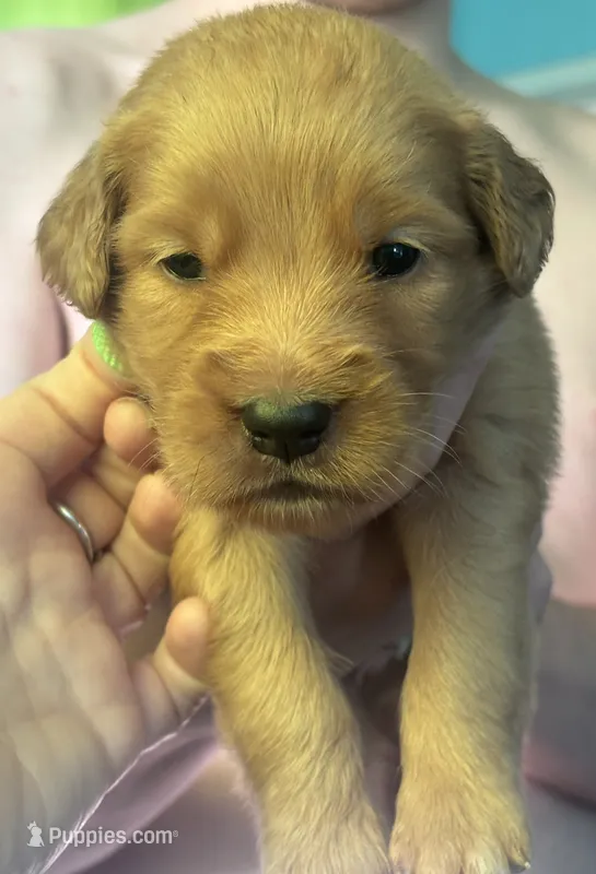 Frankie- green collar male  – Golden Retriever puppy for sale in Show Low, AZ