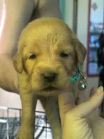 Cider teal collar female , a female Golden Retriever for sale in Show Low, AZ – 1 of 5
