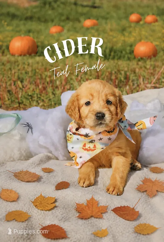Cider teal collar female  – Golden Retriever puppy for sale in Show Low, AZ