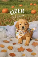 Bones black collar male, a male Golden Retriever for sale in Show Low, AZ – 2 of 7