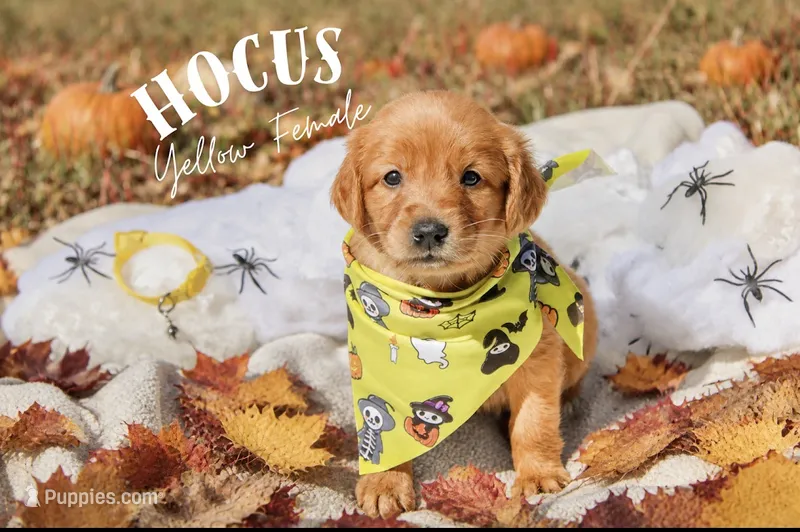 Hocus yellow collar female – Golden Retriever puppy for sale in Show Low, AZ