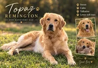 Cider teal collar female , a female Golden Retriever for sale in Show Low, AZ – 5 of 5