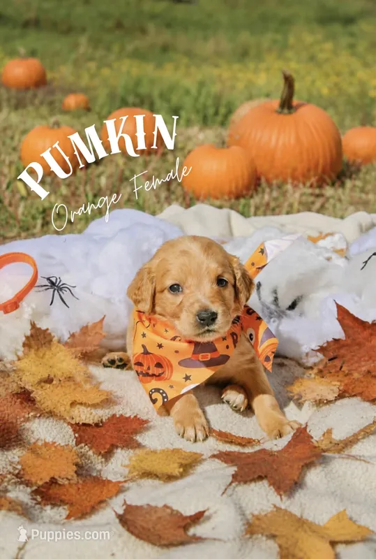 Pumpkin orange collar female – Golden Retriever puppy for sale in Show Low, AZ