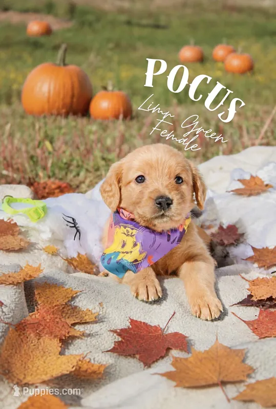 Pocus lime green female – Golden Retriever puppy for sale in Show Low, AZ