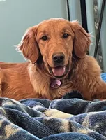 Cider teal collar female , a female Golden Retriever for sale in Show Low, AZ – 2 of 5