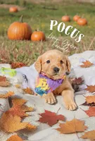 Bones black collar male, a male Golden Retriever for sale in Show Low, AZ – 3 of 7