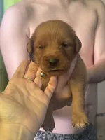 Grimm- blue collar male, a male Golden Retriever for sale in Show Low, AZ – 1 of 5