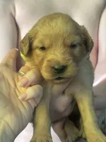 Pocus lime green female, a female Golden Retriever for sale in Show Low, AZ – 1 of 5
