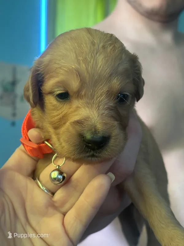 Pumpkin orange collar female – Golden Retriever puppy for sale in Show Low, AZ