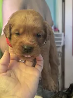 Apple red collar female , a female Golden Retriever for sale in Show Low, AZ – 1 of 5