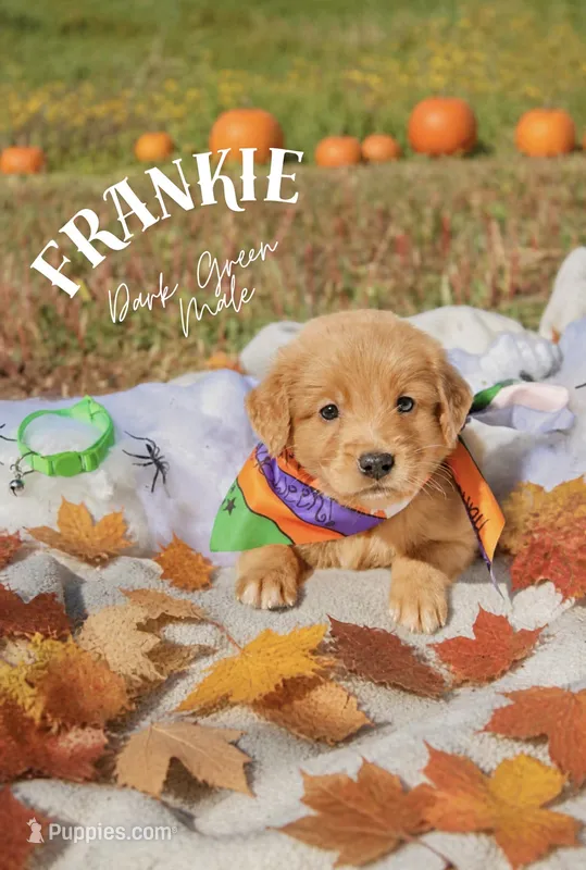 Frankie- green collar male  – Golden Retriever puppy for sale in Show Low, AZ