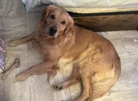 Grimm- blue collar male, a male Golden Retriever for sale in Show Low, AZ – 2 of 5