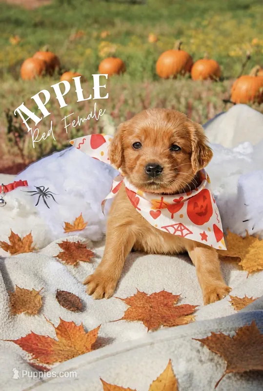 Apple red collar female  – Golden Retriever puppy for sale in Show Low, AZ