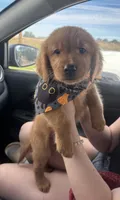Bones black collar male, a male Golden Retriever for sale in Show Low, AZ – 7 of 7