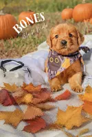 Bones black collar male, a male Golden Retriever for sale in Show Low, AZ – 1 of 5