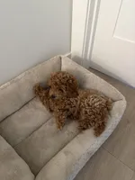 Bailey, a male Poodle - Toy  for sale in Citrus Heights, CA – Photo 2 of 4