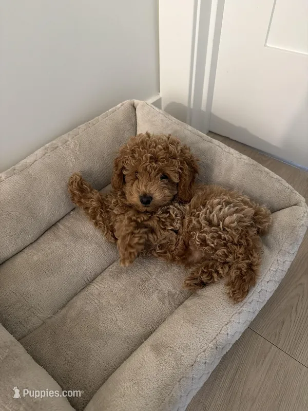 Bailey – Poodle - Toy  puppy for sale in Citrus Heights, CA
