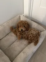 Bailey, a male Poodle - Toy  for sale in Citrus Heights, CA – Photo 1 of 4