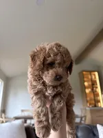 Lucky, a female Poodle - Toy  for sale in Citrus Heights, CA – Photo 3 of 6