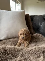 Lucky, a female Poodle - Toy  for sale in Citrus Heights, CA – Photo 5 of 6