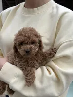 Lucky, a female Poodle - Toy  for sale in Citrus Heights, CA – Photo 2 of 6