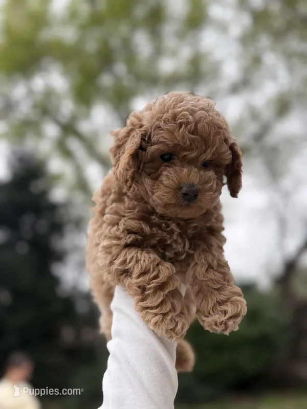 Lucky, a female Poodle - Toy  for sale in Citrus Heights, CA – Photo 1 of 6
