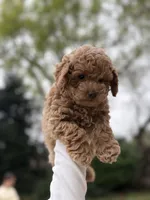 Lucky, a female Poodle - Toy  for sale in Citrus Heights, CA – Photo 1 of 6