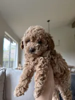 Bailey, a male Poodle - Toy  for sale in Citrus Heights, CA – Photo 2 of 3