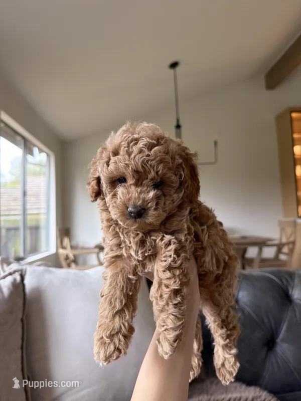 Bailey, a male Poodle - Toy  for sale in Citrus Heights, CA – Photo 1 of 3